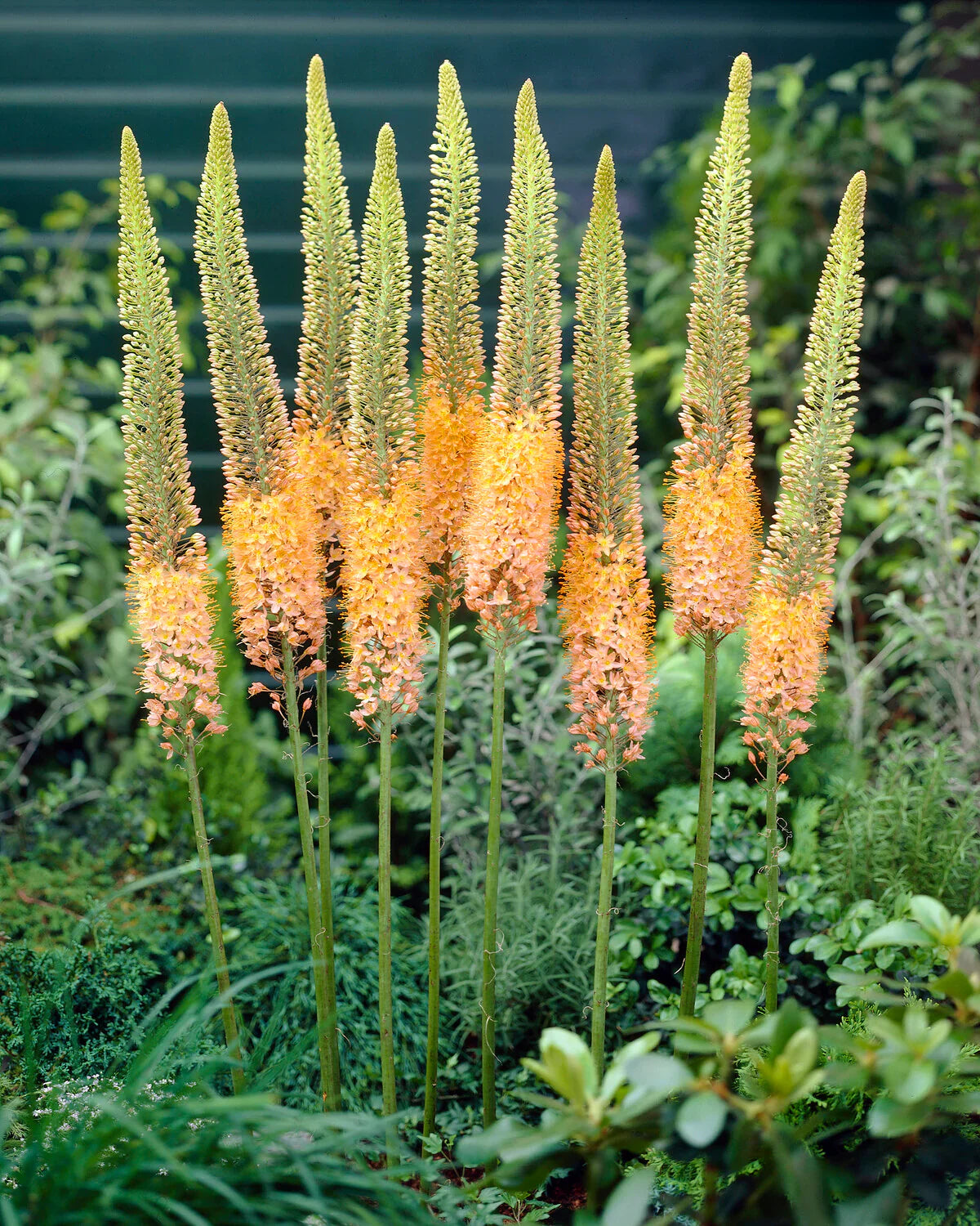 eremurus robustus