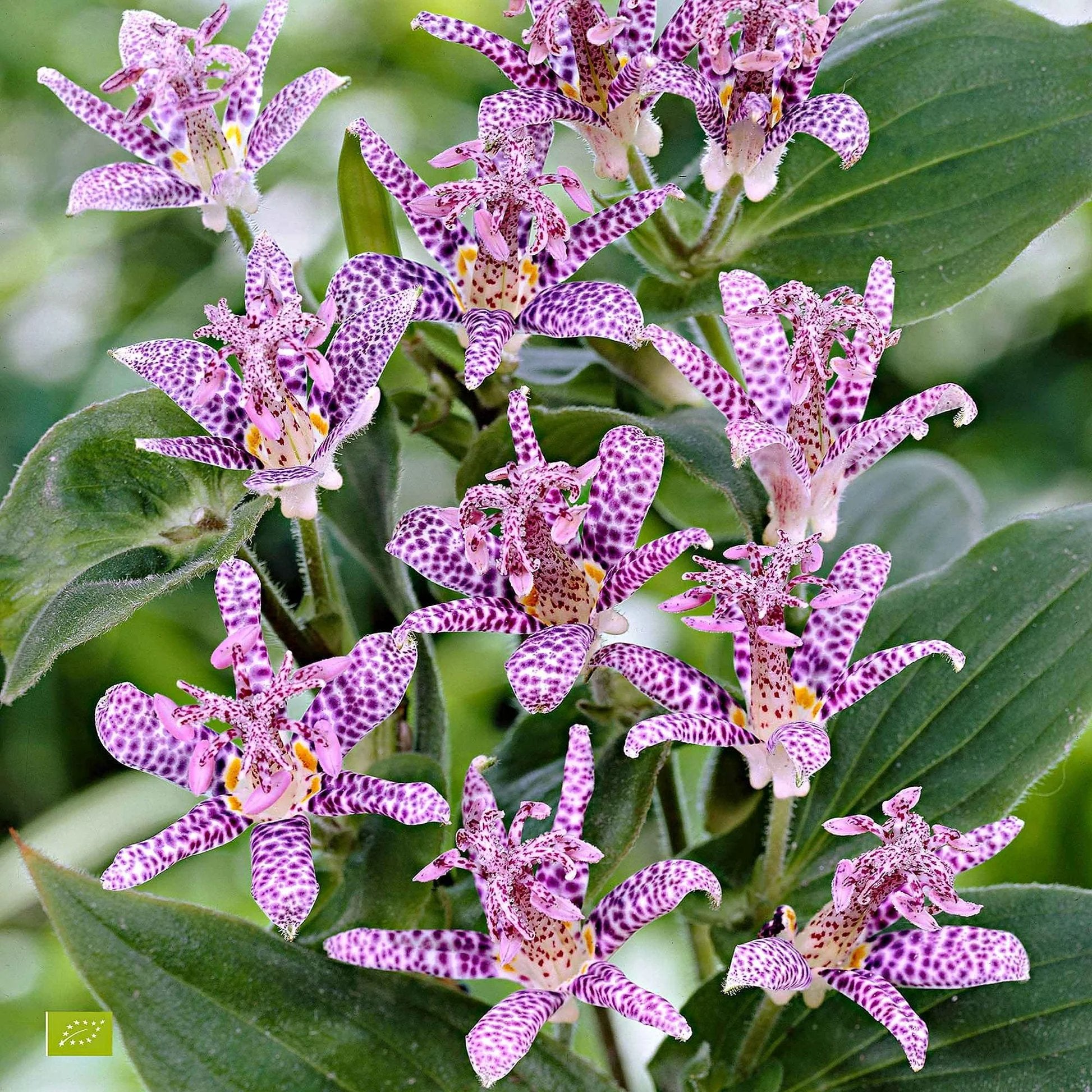 Tricyrtis Image