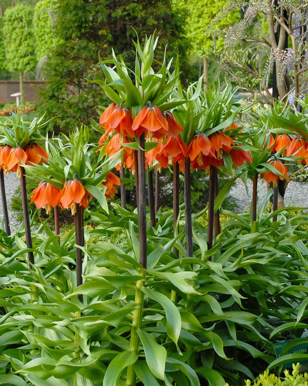 couronne impériale fleurs
