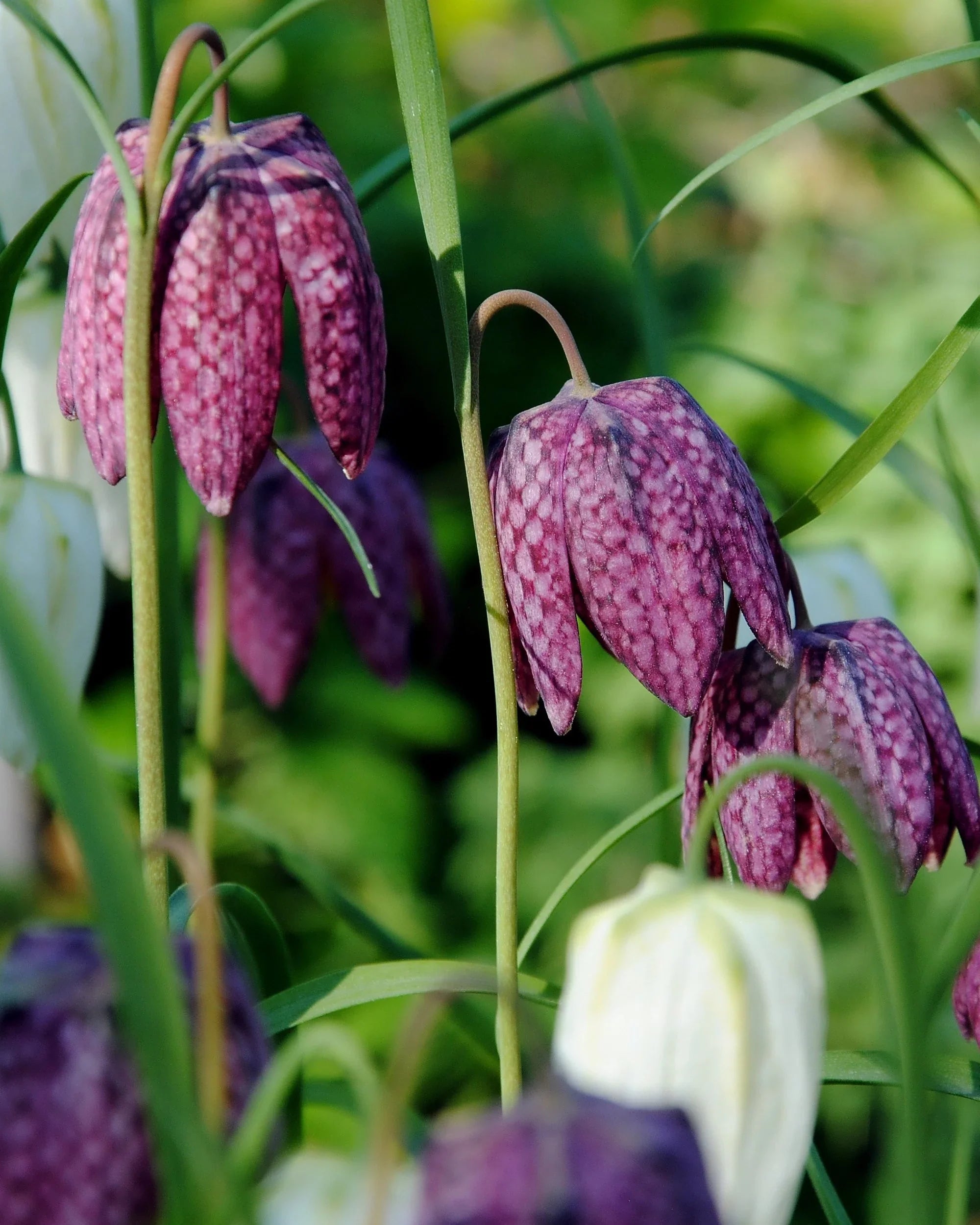 Fritillaire meleagris
