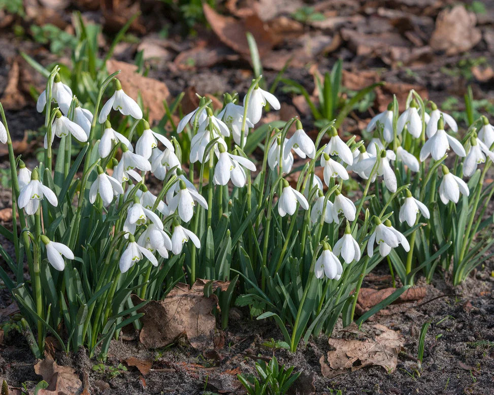 galanthus nivalis