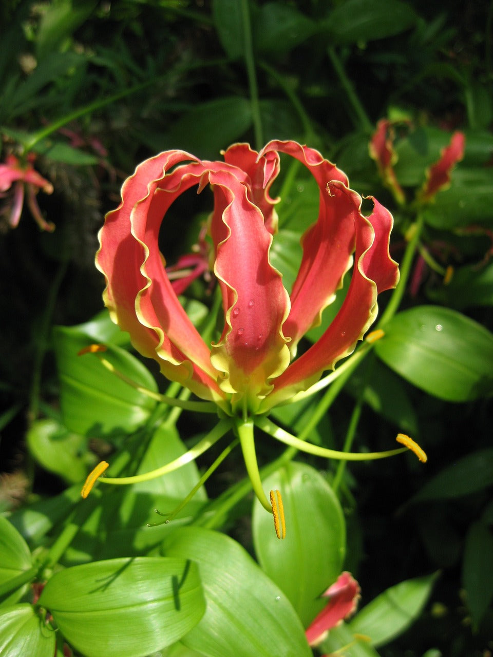 Gloriosa Image