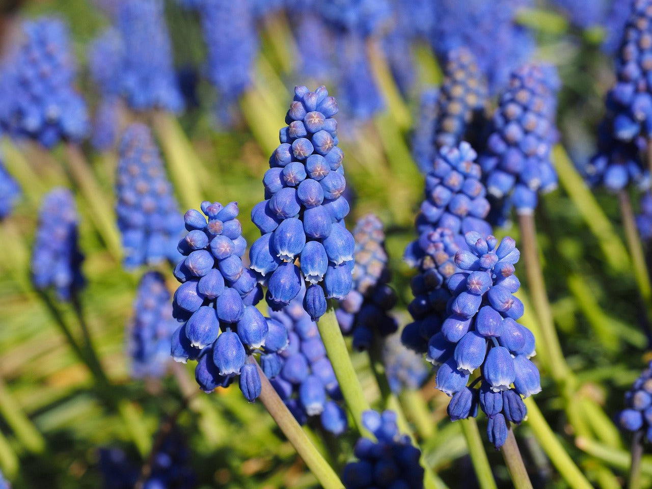 Muscari bleu