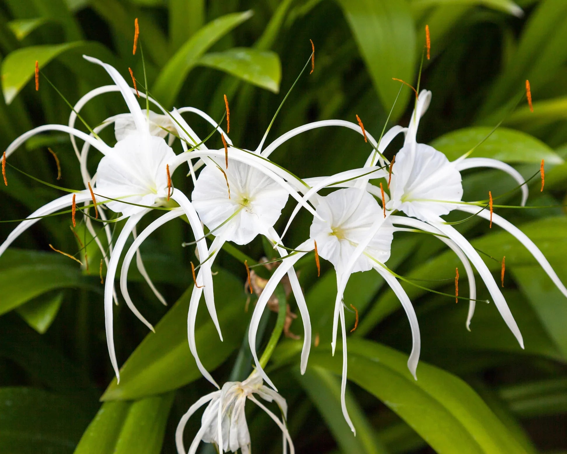 Ismène Hymenocallis Image