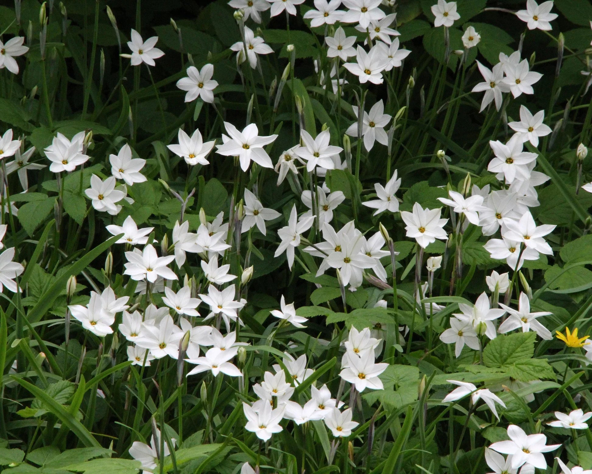 ipheion uniflorum