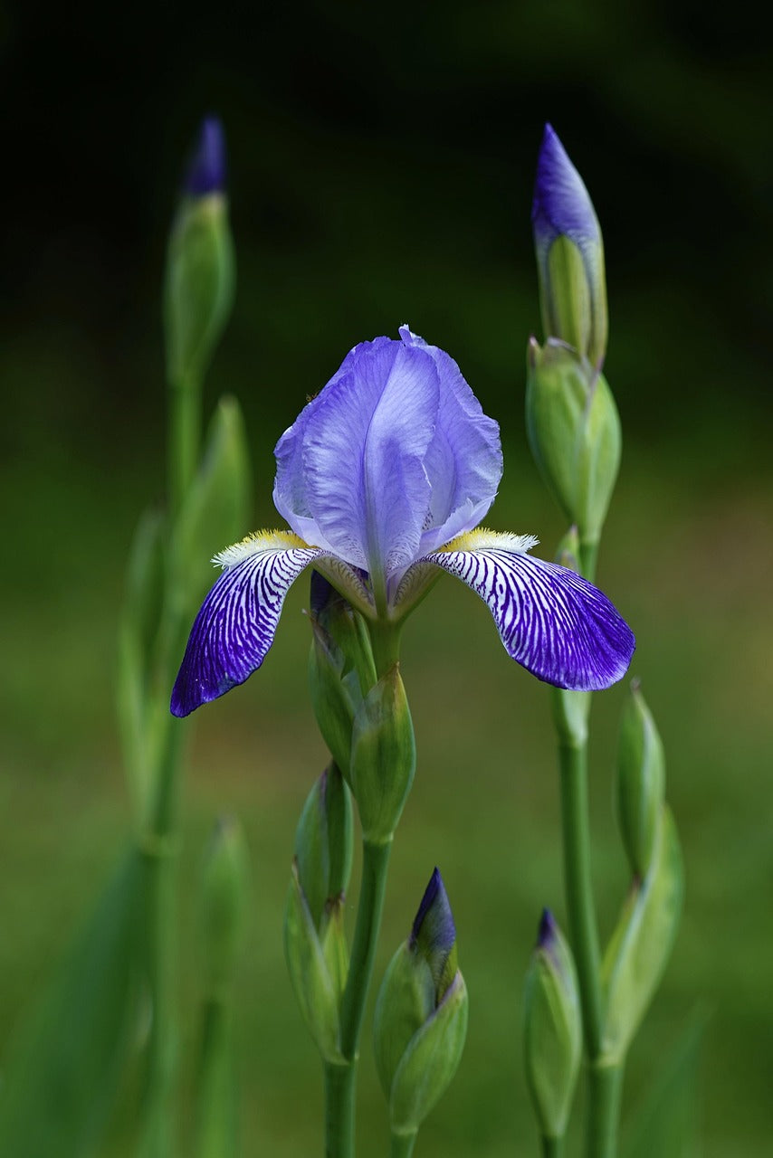 Iris fleur