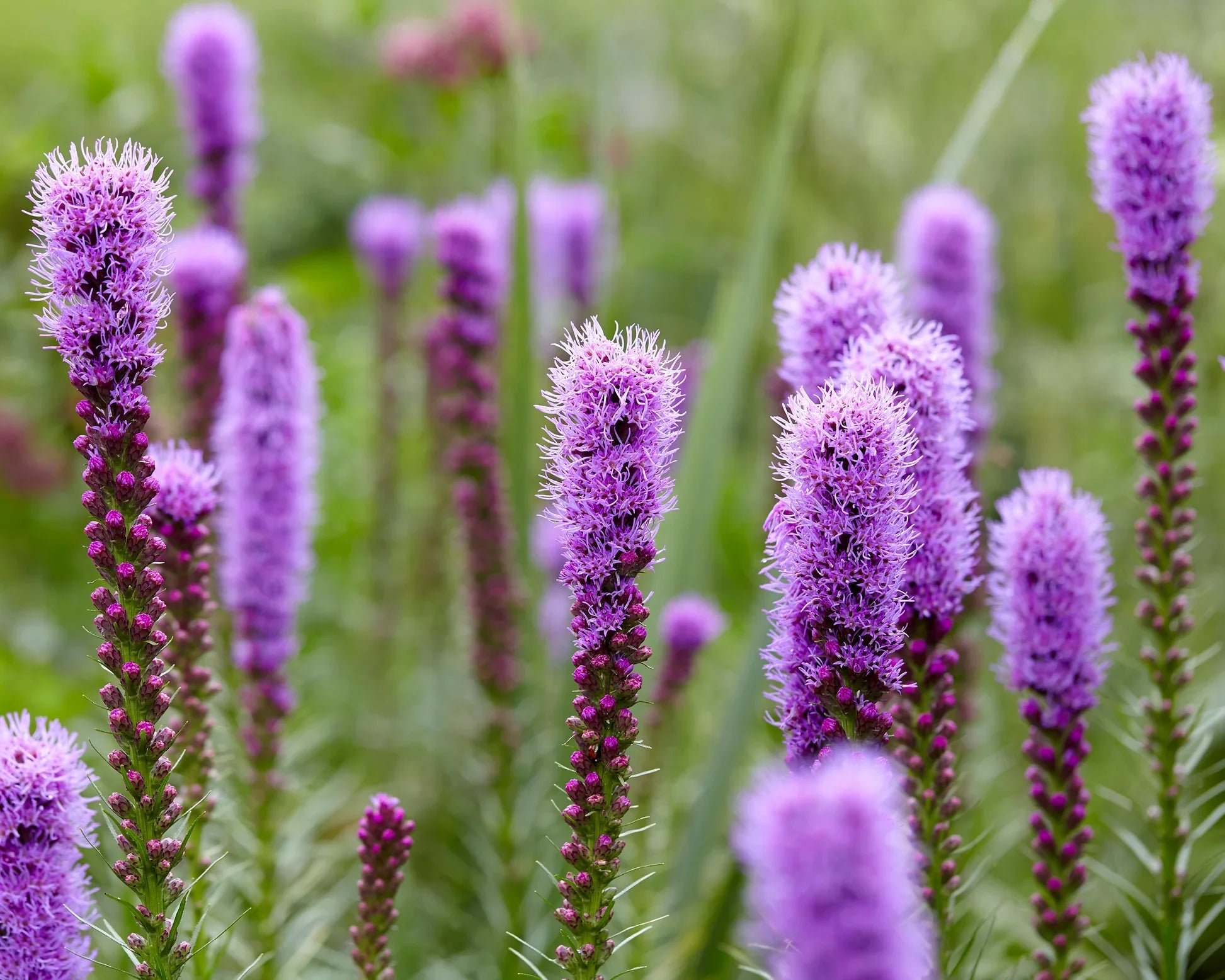 Liatris