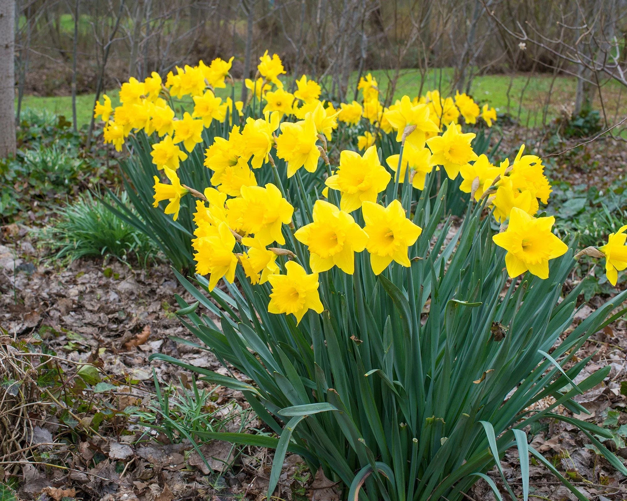 narcissus narcissus