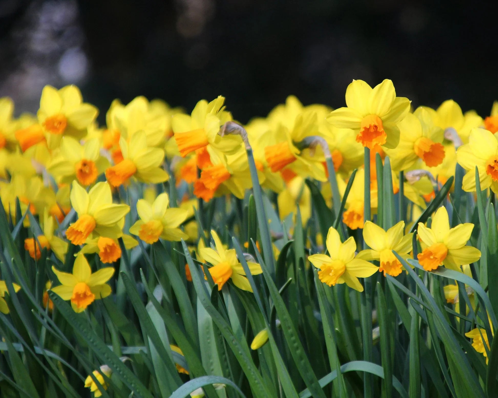 Narcisses sauvages