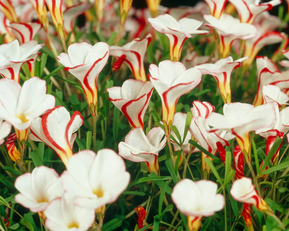 oxalis versicolor