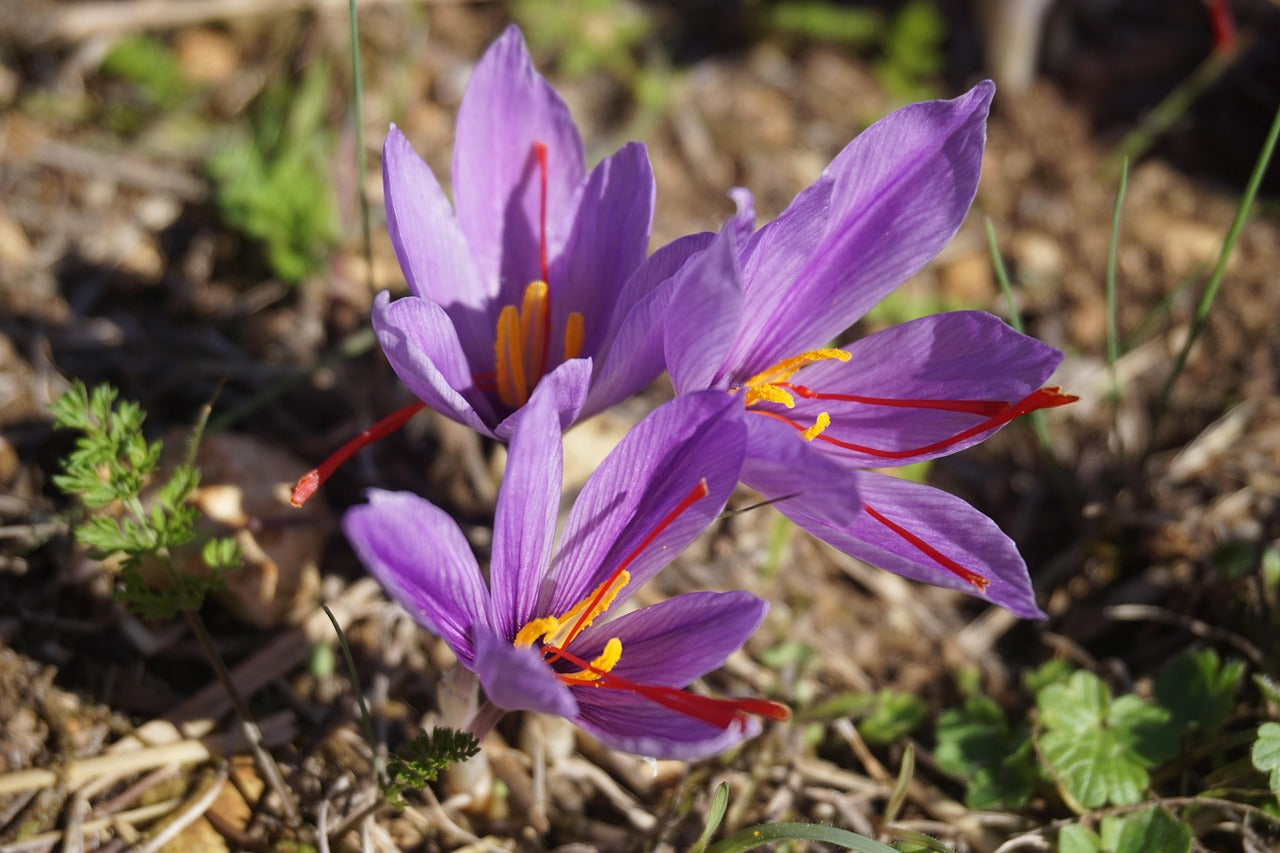 Crocus safran