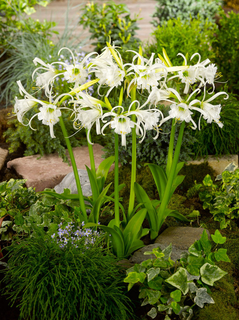 Ismène Hymenocallis Image