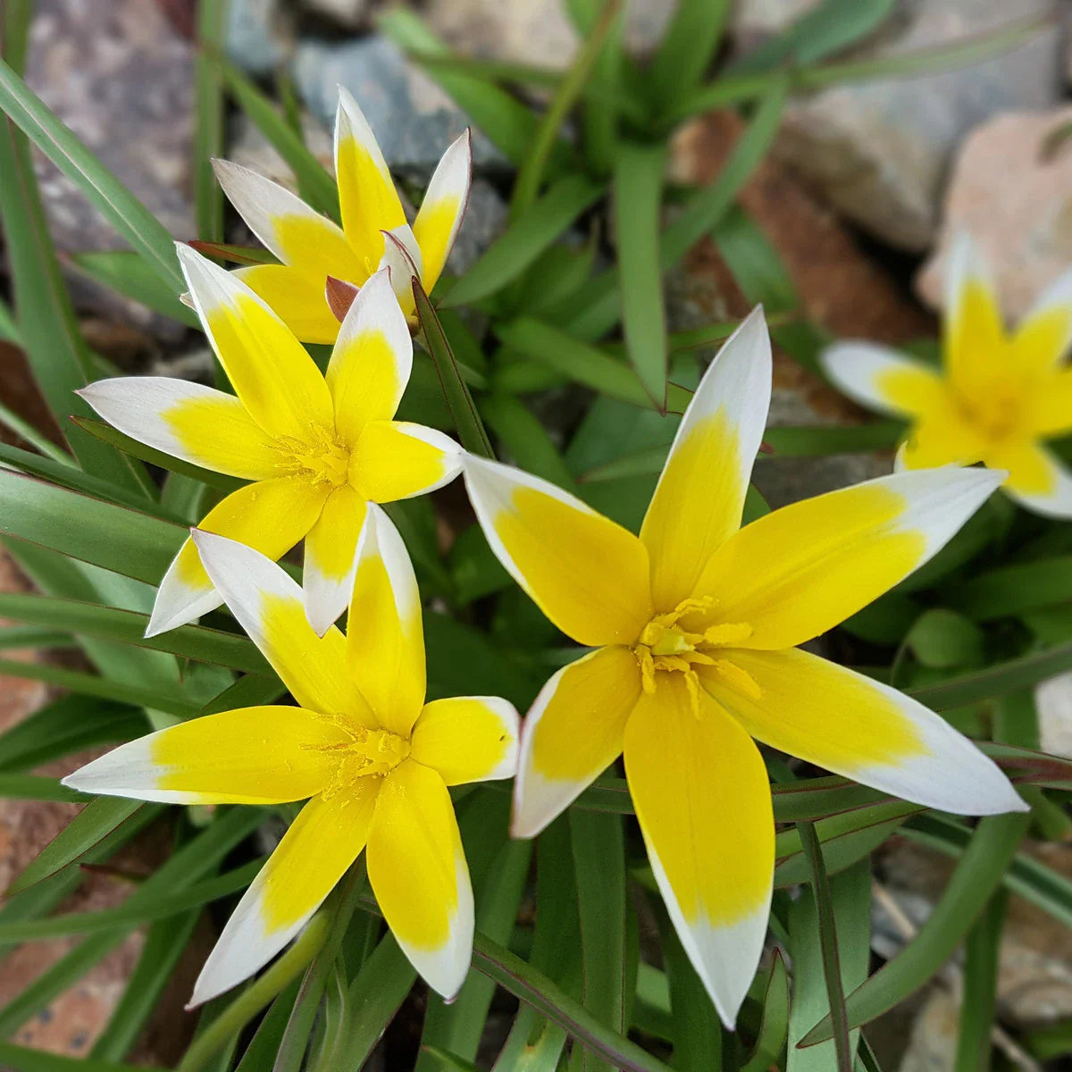 Tulipe Sauvage