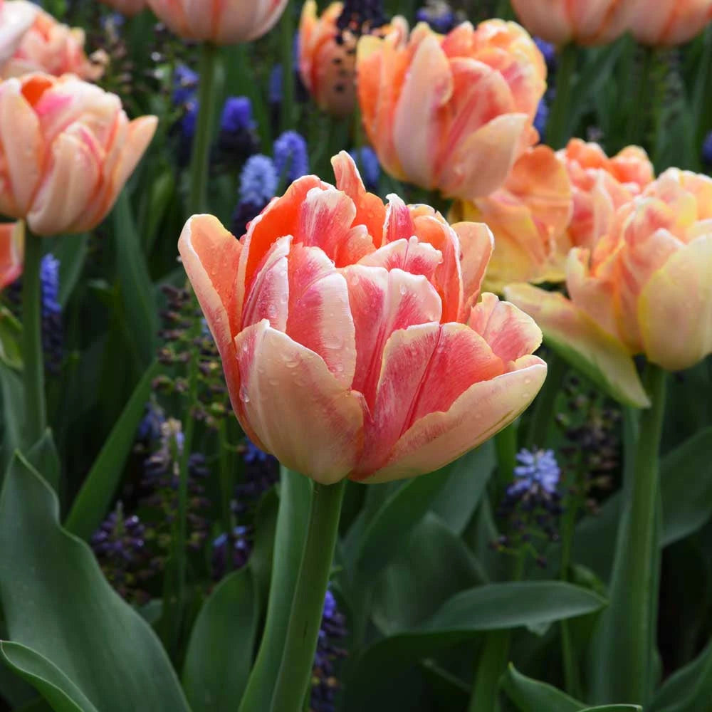 Tulipe Double