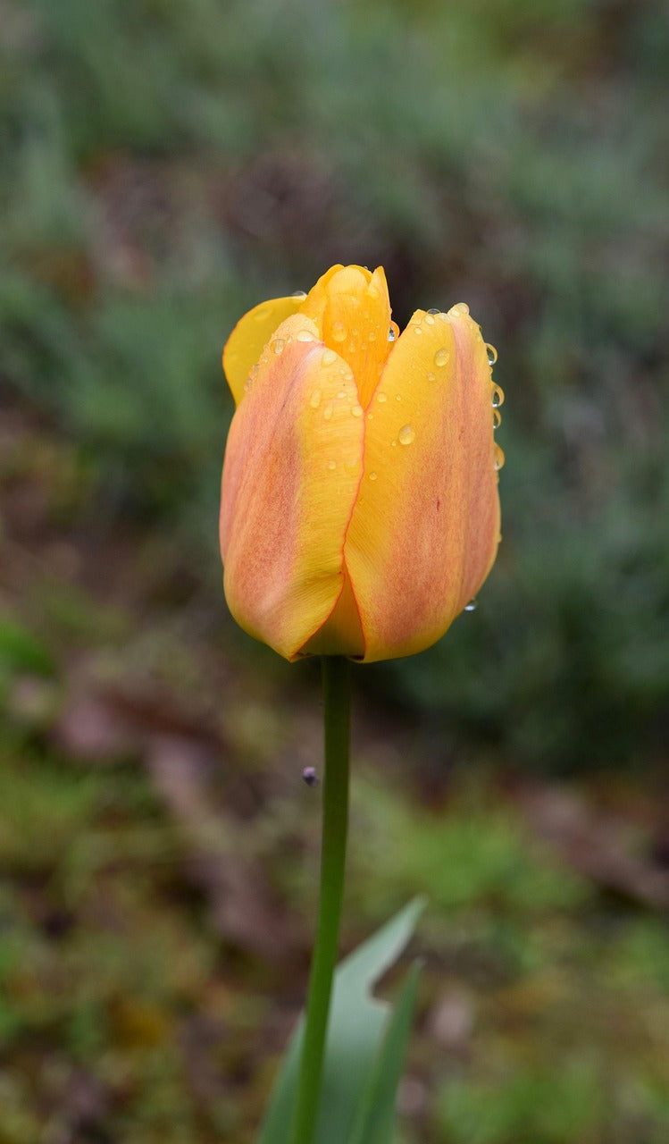 Tulipe