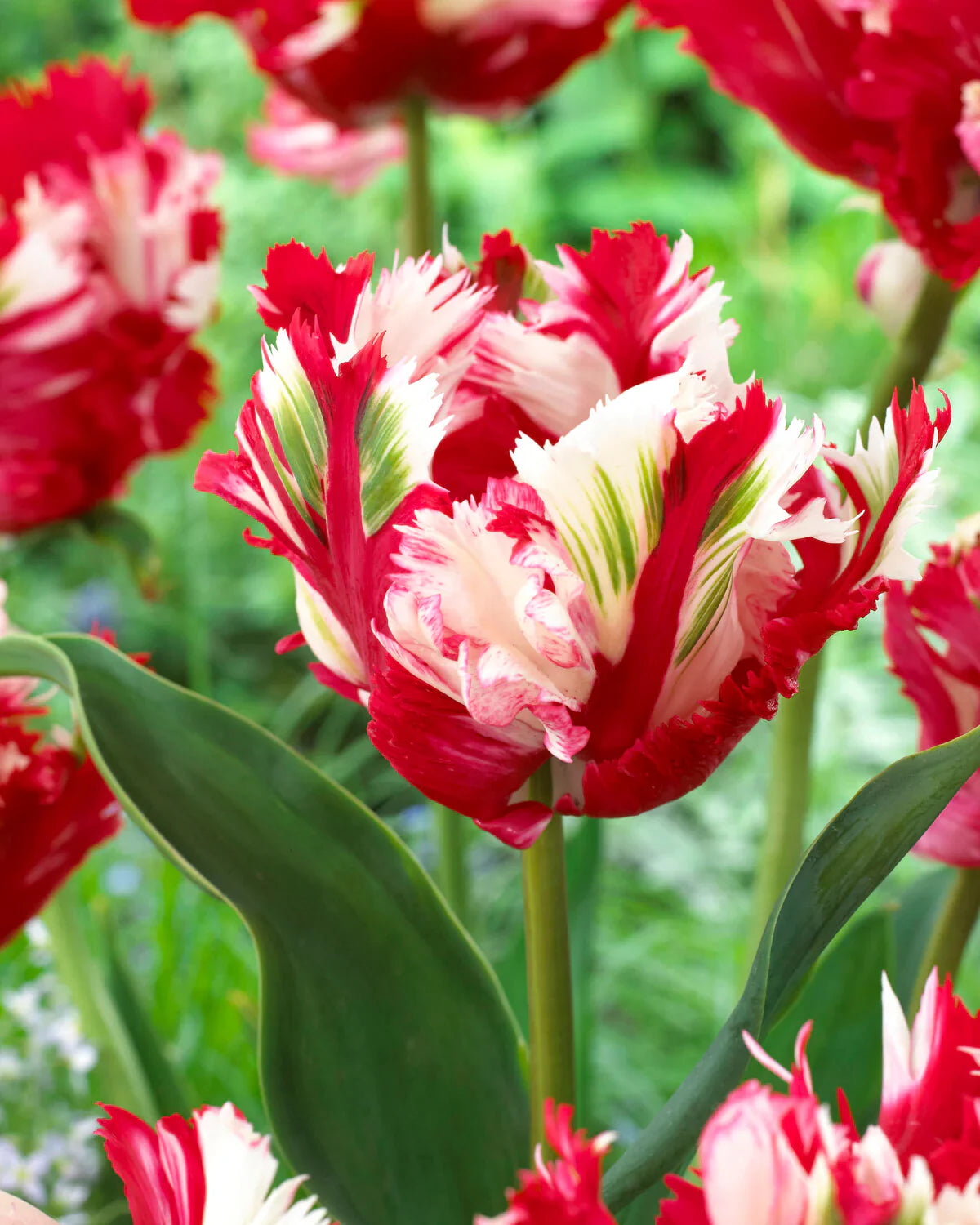 Tulipe perroquet