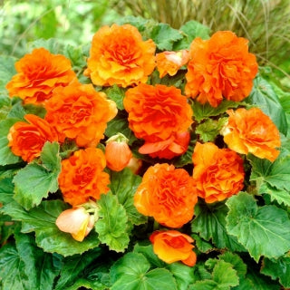 Bégonia Double Orange