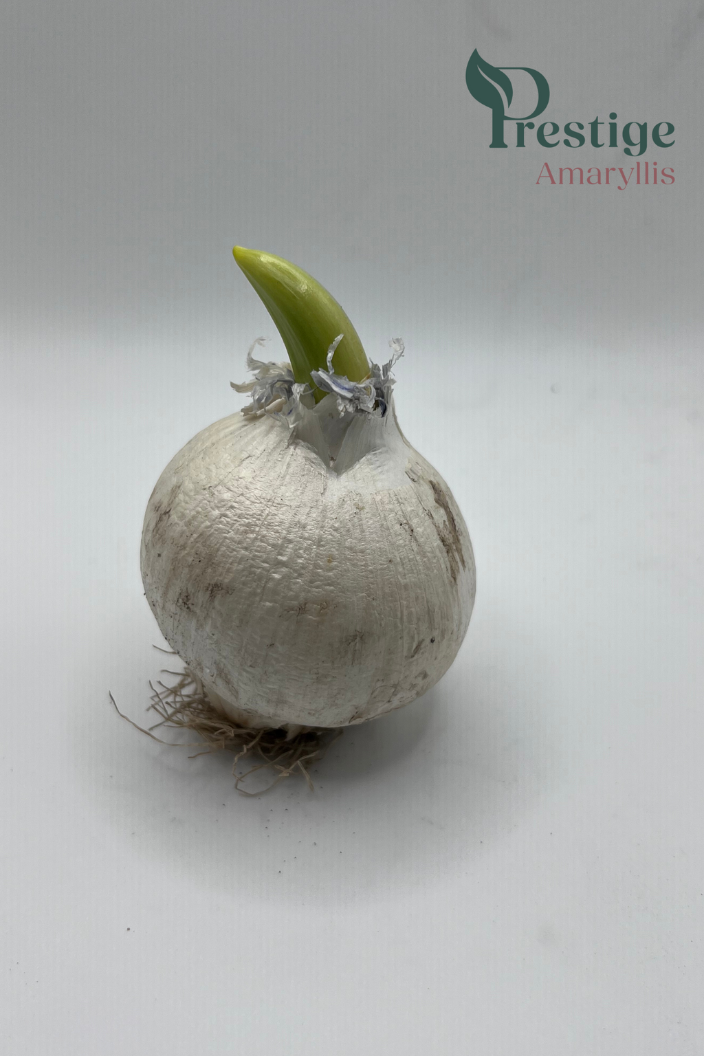 Aglio magico