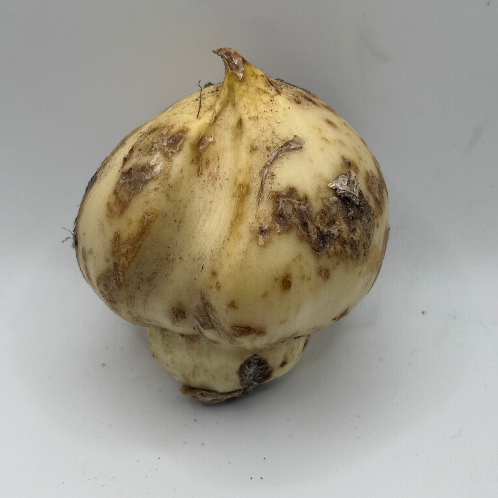 Allium ornamental gigante blanco