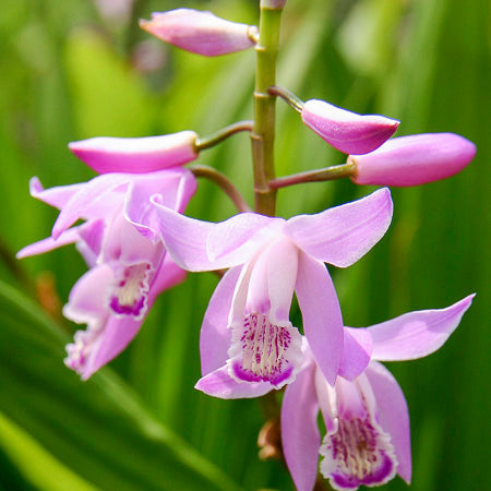  Bletilla Striata