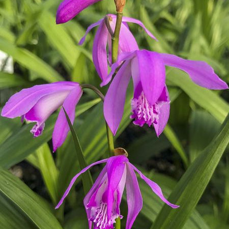 Bletilla Striata