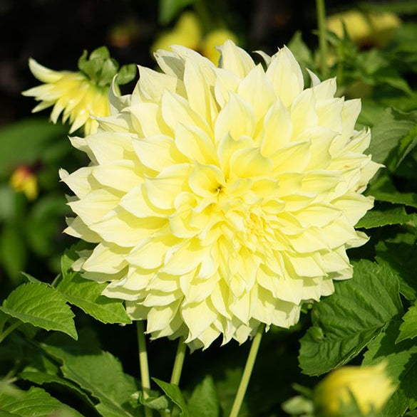 Dahlia Géant Jaune