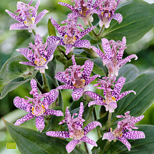 Tricyrtis Hirta