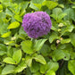 Allium Purple Sensation
