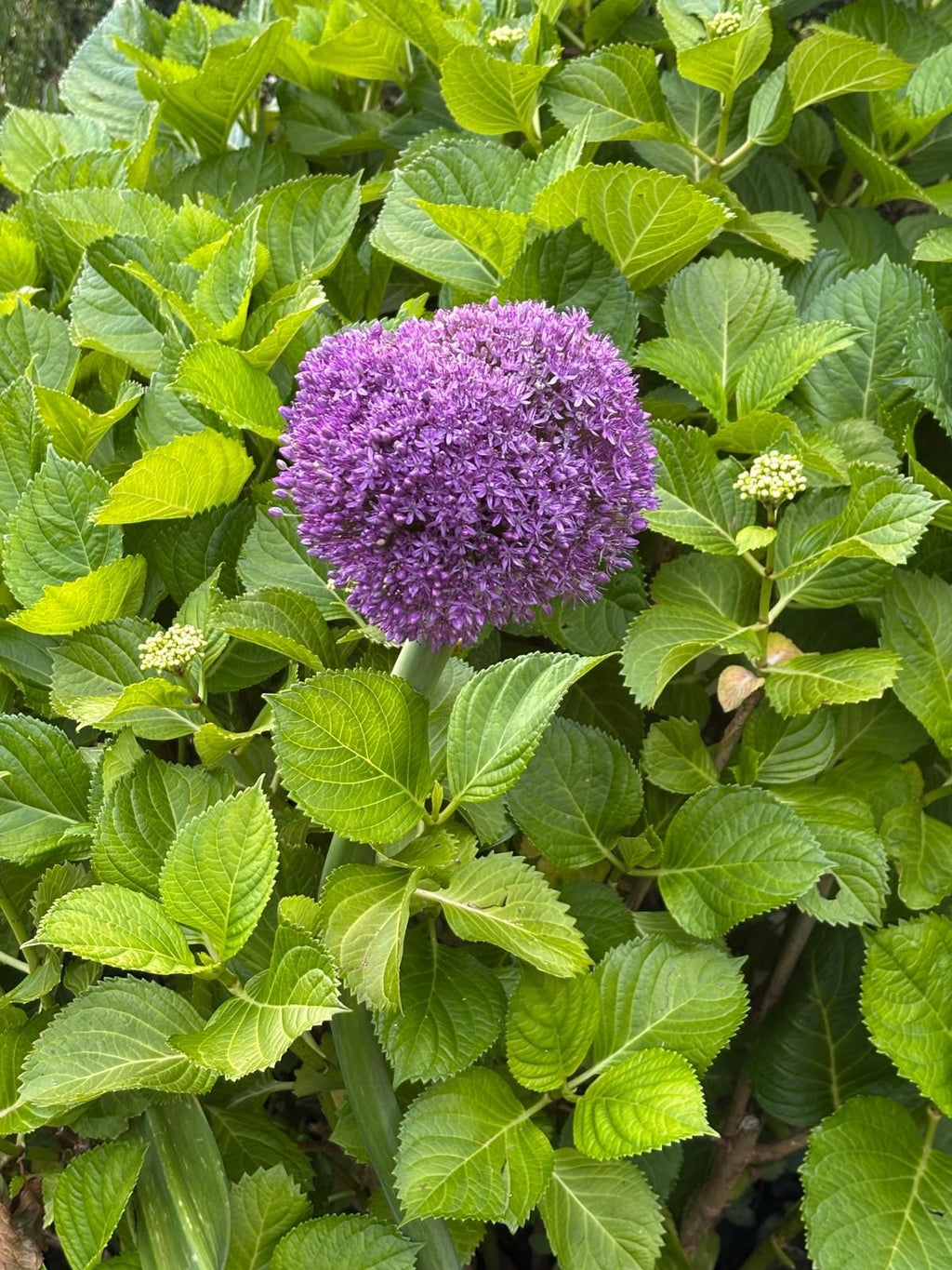 Allium Purple Sensation