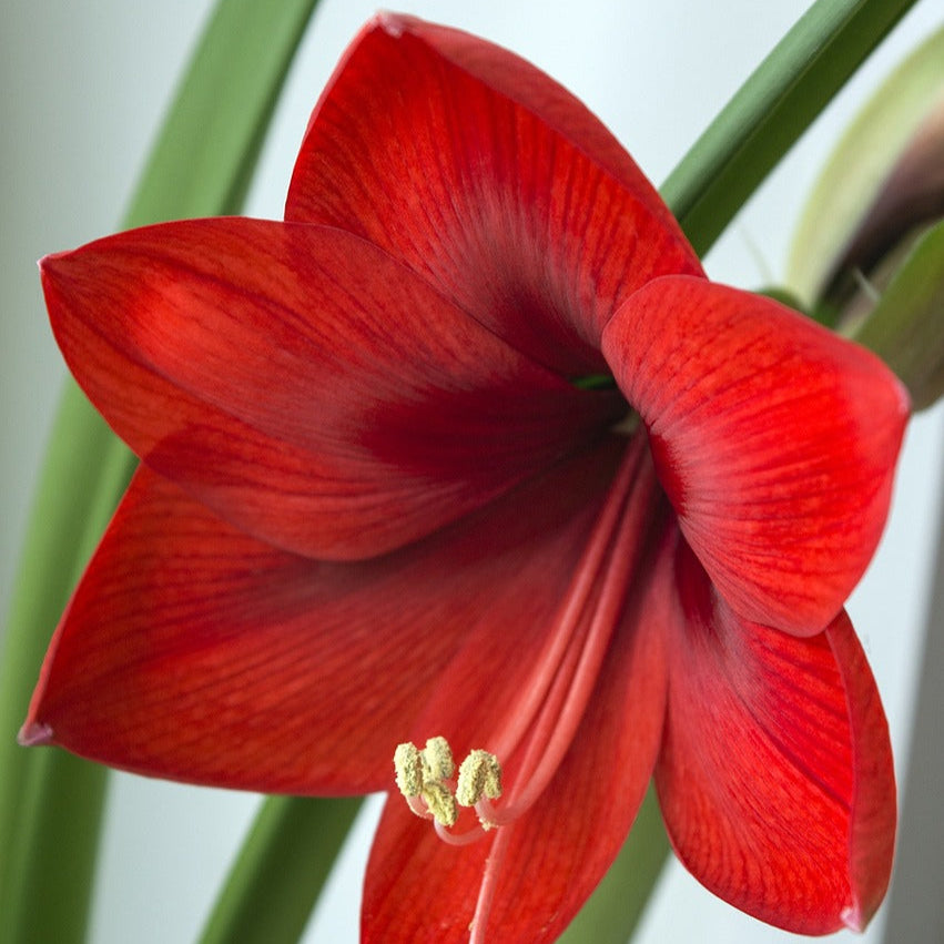 Amaryllis Rouge