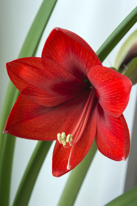 Amaryllis Rouge