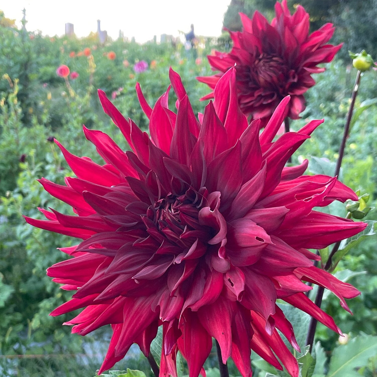 Dahlia Geant Rouge