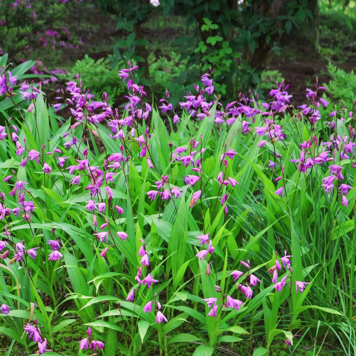 Bletilla Striata