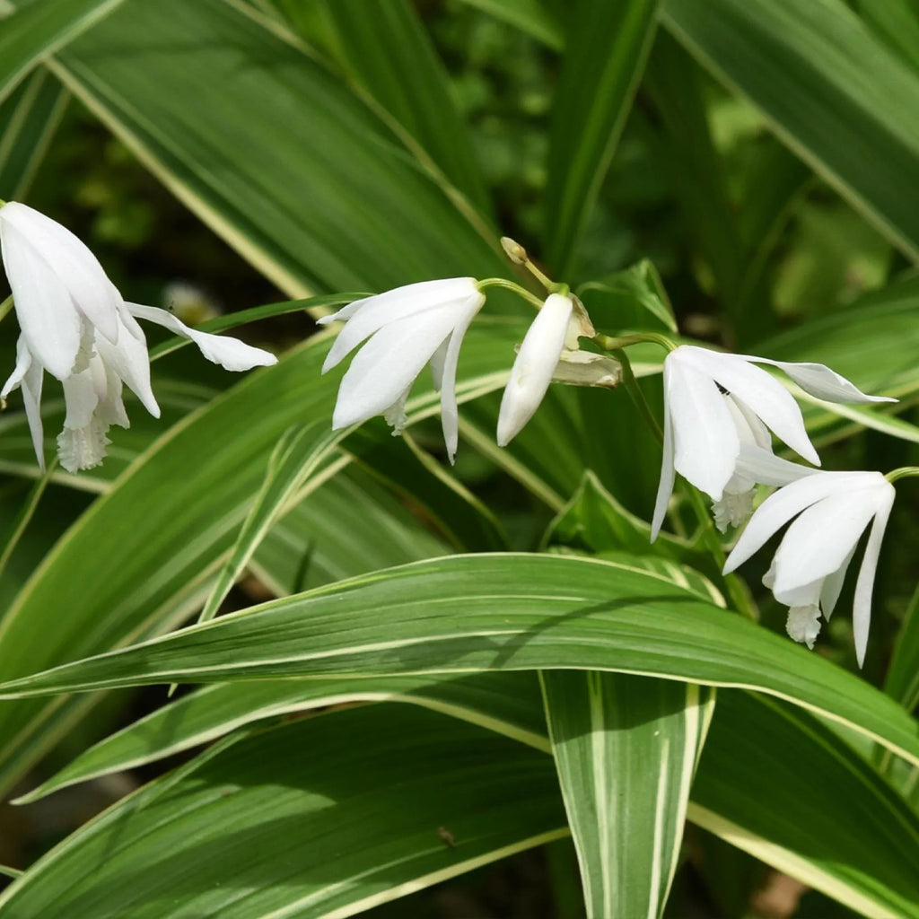 Bletilla Alba