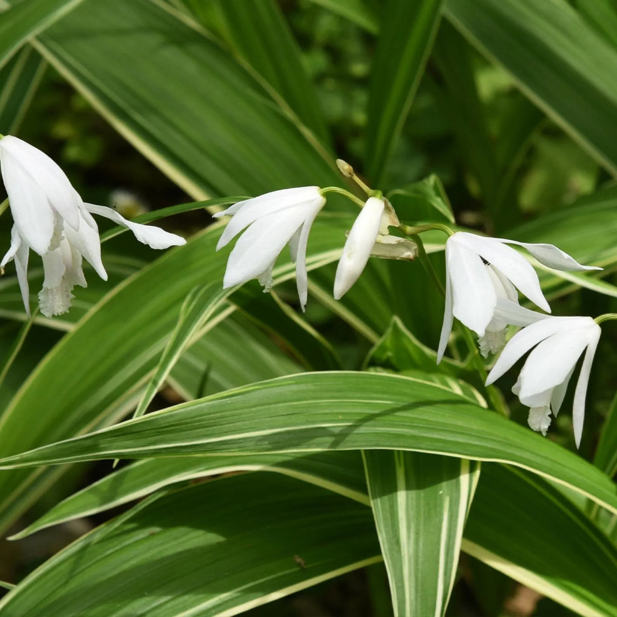 Bletilla Alba