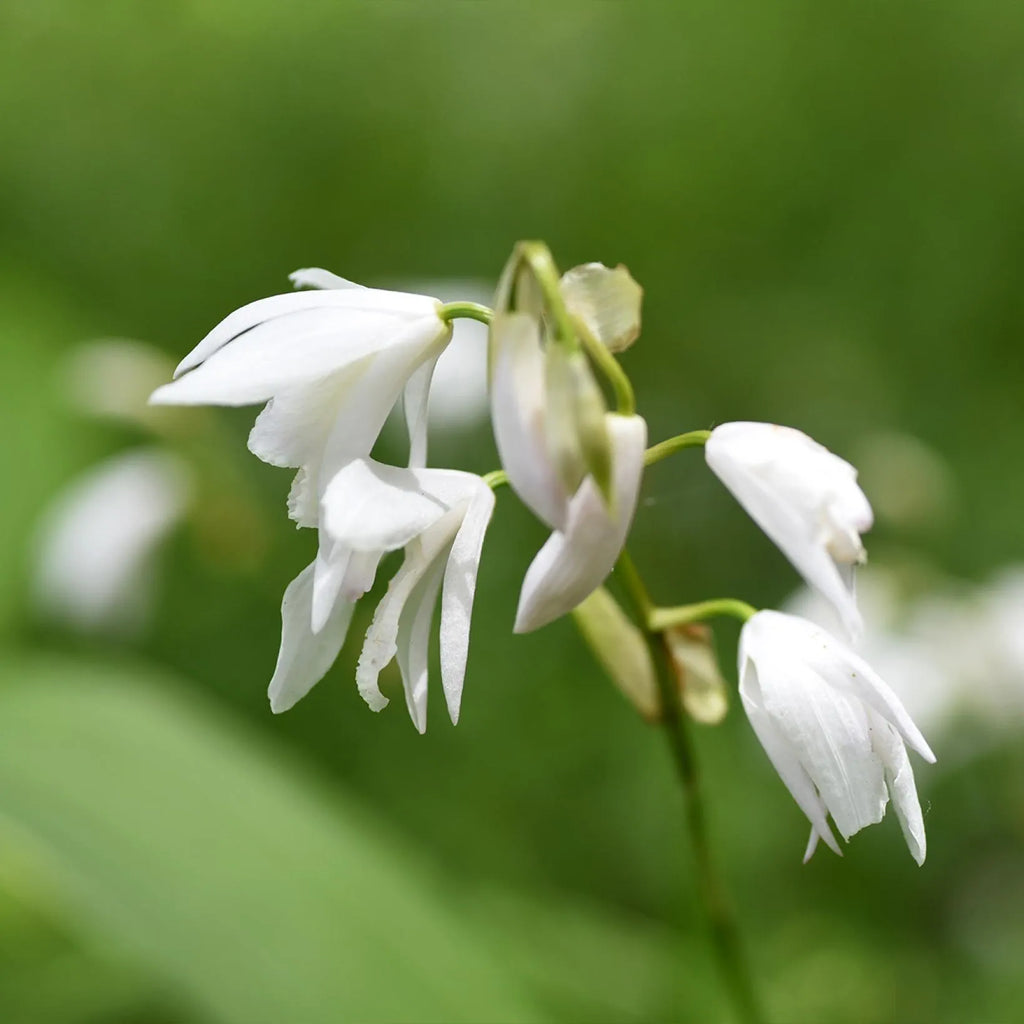 Bletilla Alba