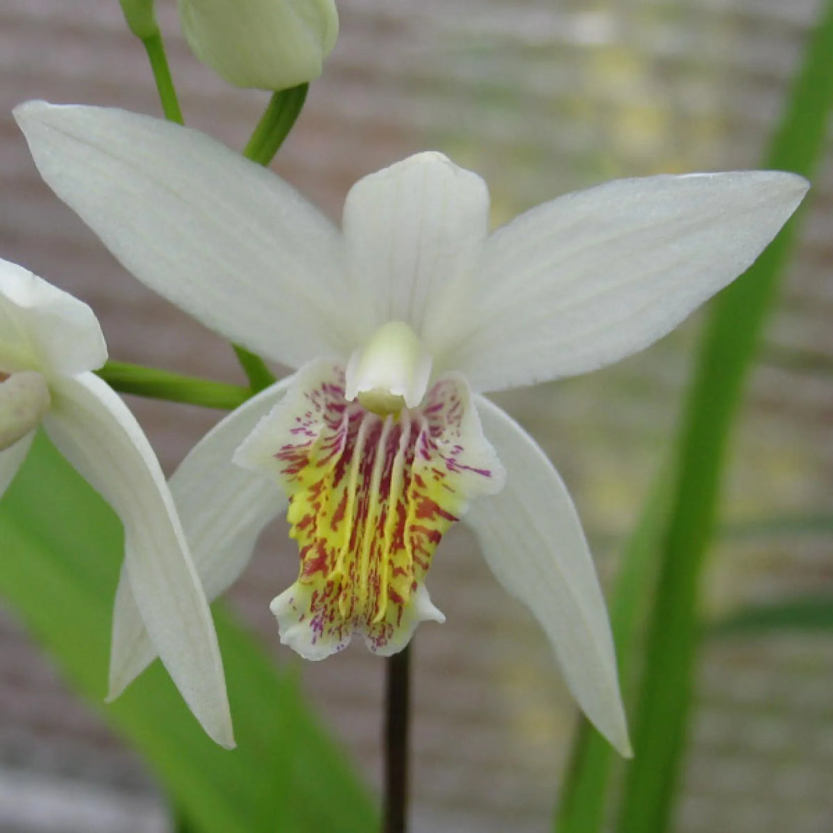Bletilla Alba
