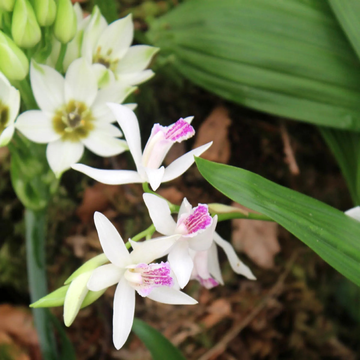 Bletilla Alba