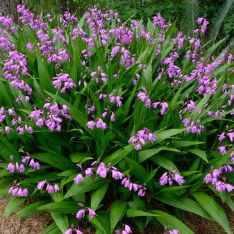 Bletilla Striata