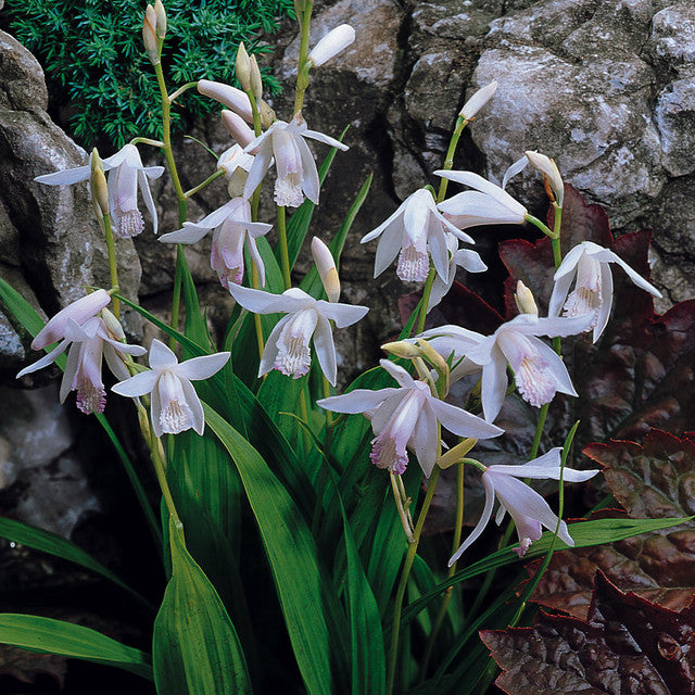 Bletilla Alba Image