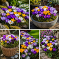 Pack Crocus en mélange