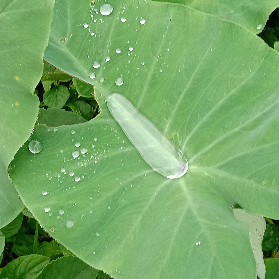 Colocasia Esculenta