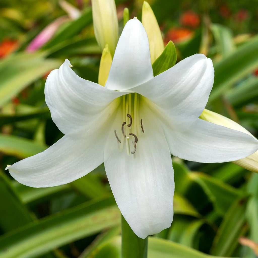 Crinum powellii 'Album'