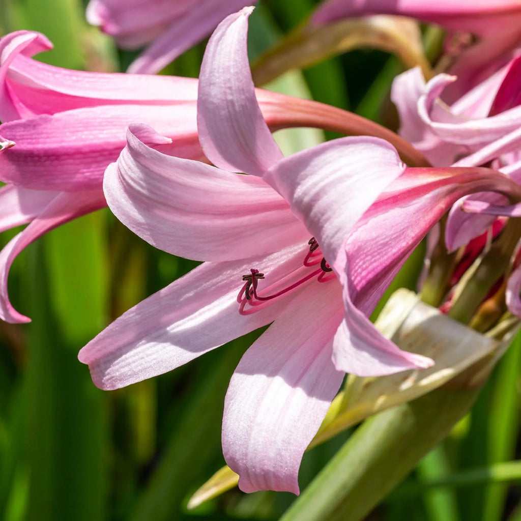 Crinum powellii