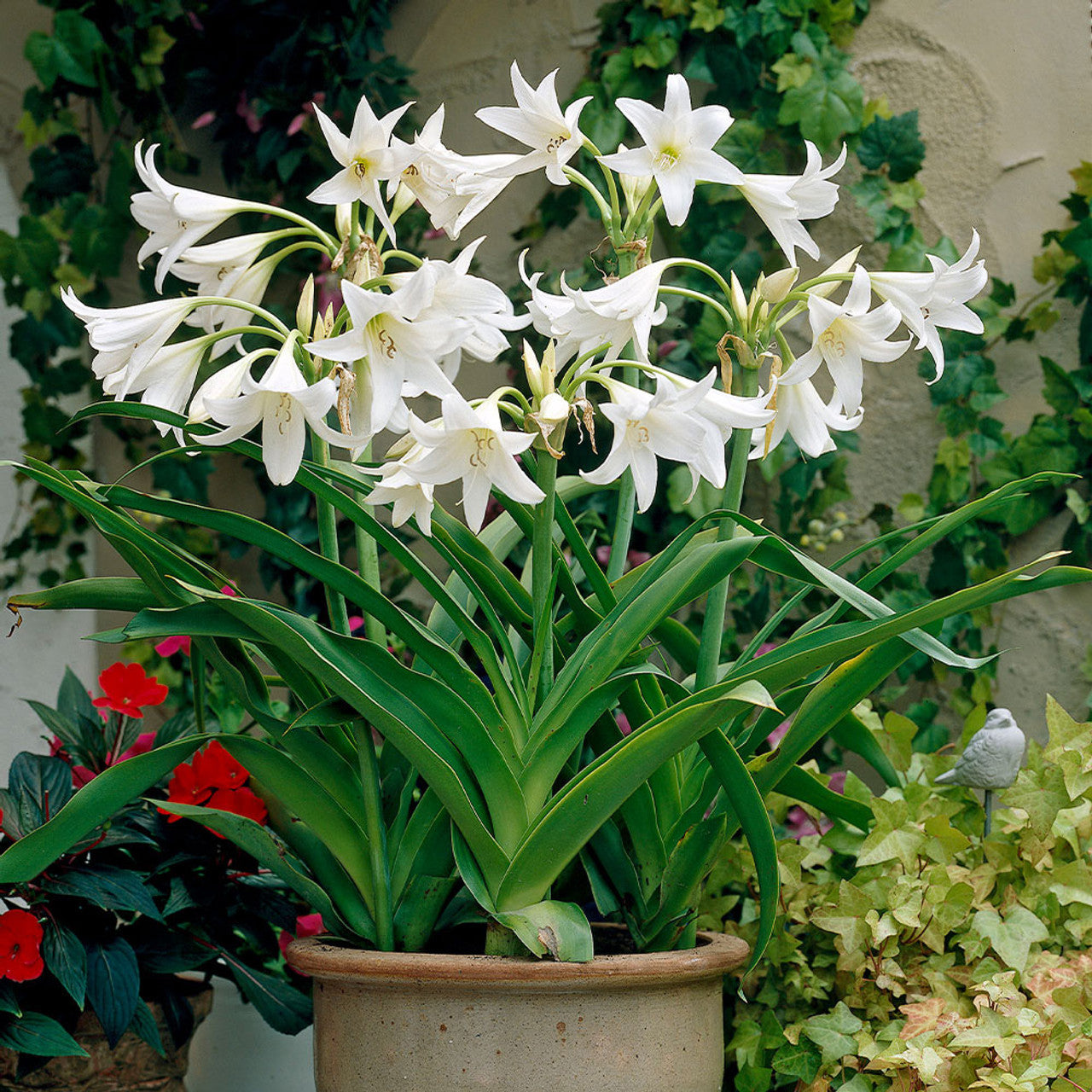 Crinum powellii 'Album' Immagine