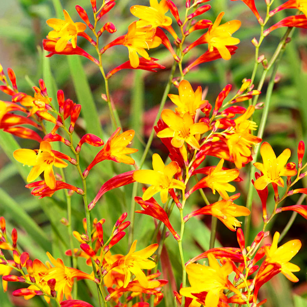 Crocosmia Lucifer Montbretia