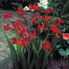 <strong>Crocosmia</strong>