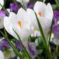Crocus blanc