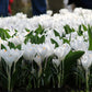 Crocus blancs