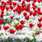 Crocus blancs